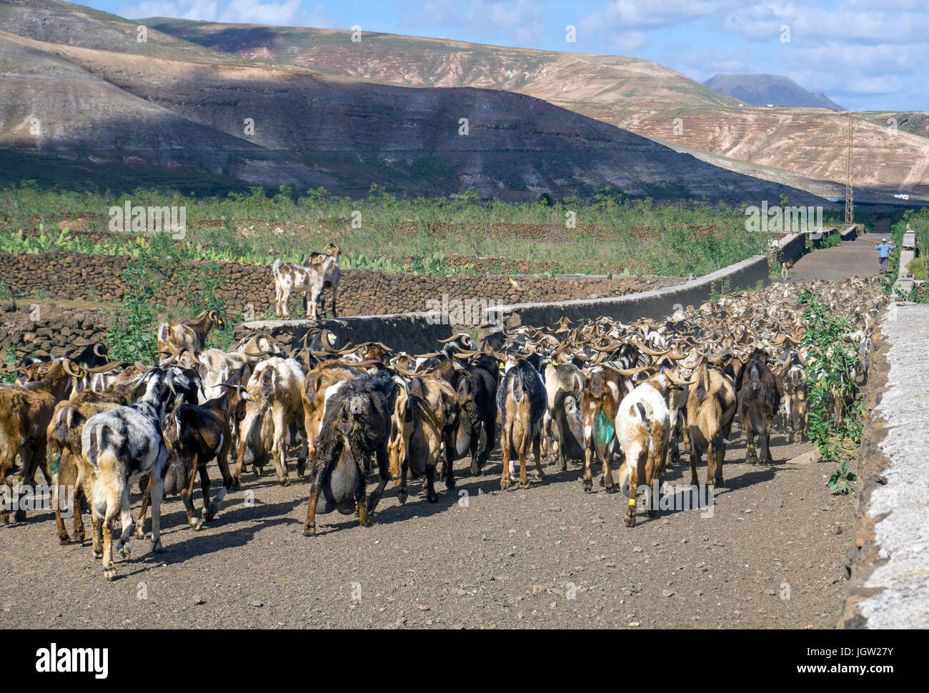 Goat herd at Guatiza, Lanzarote island, Canary islands, Spain, Europe Stock Photo