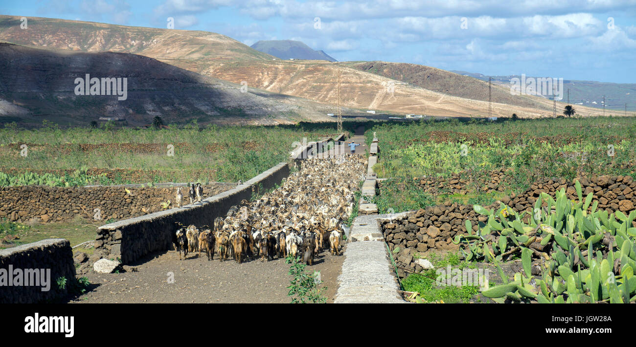 Goat herd at Guatiza, Lanzarote island, Canary islands, Spain, Europe Stock Photo