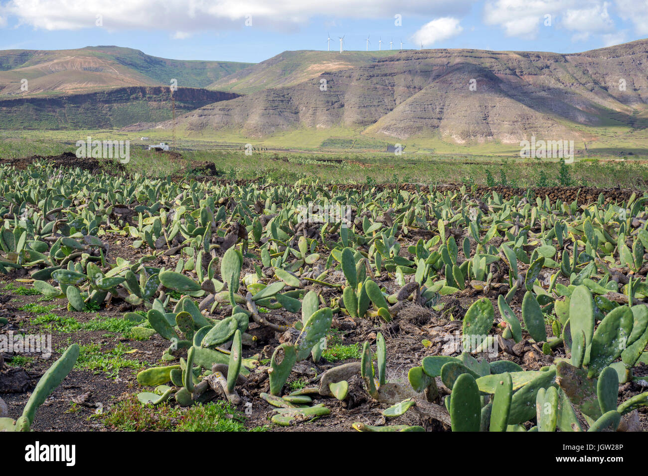 Cacti field at Guatiza, Lanzarote island, Canary islands, Spain, Europe Stock Photo