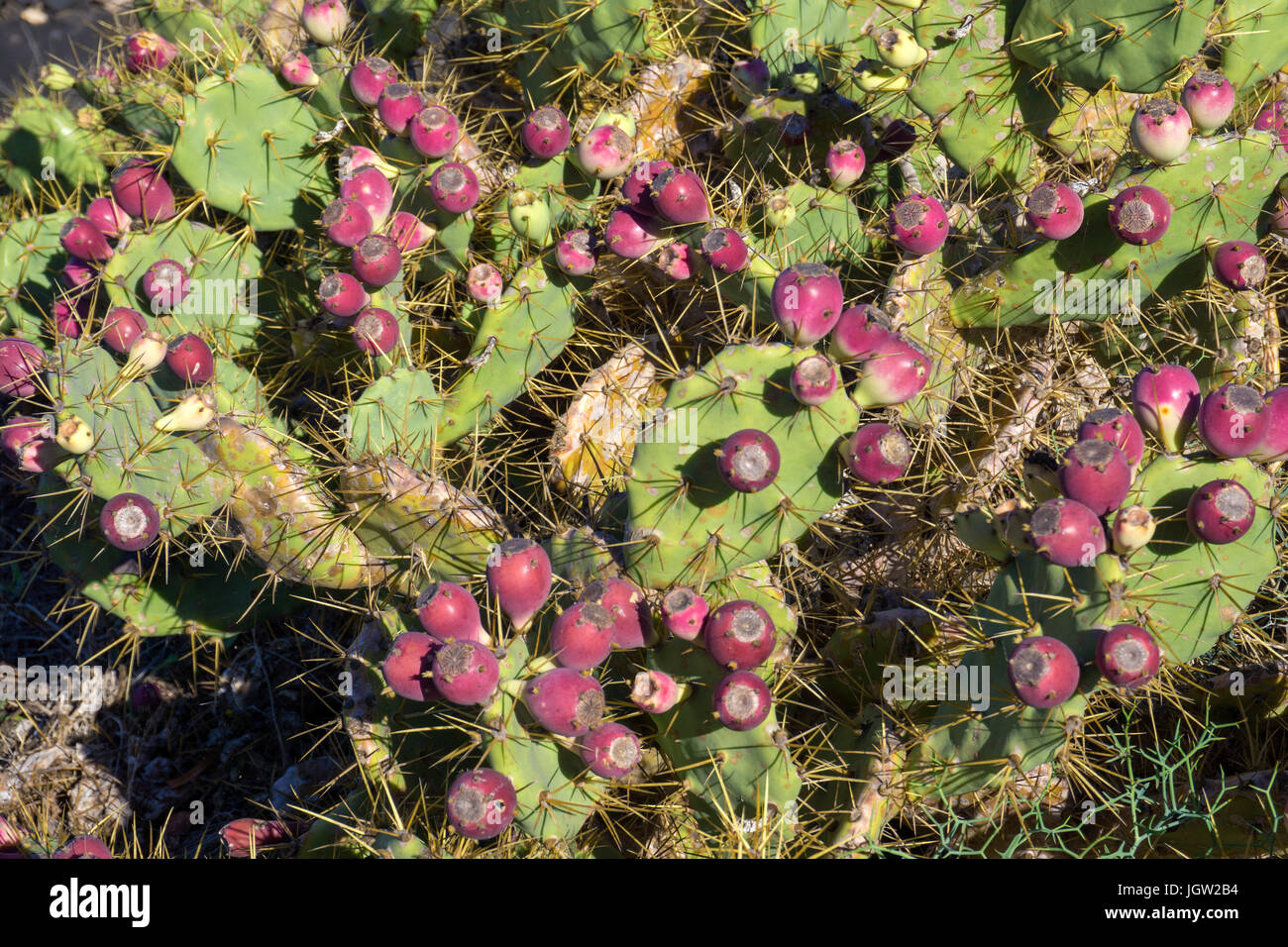 Cactus, prickly pear [ (Opuntia ficus-indica, Opuntia ficus-barbarica), La Geria,  Lanzarote island, Canary islands, Spain, Europe Stock Photo