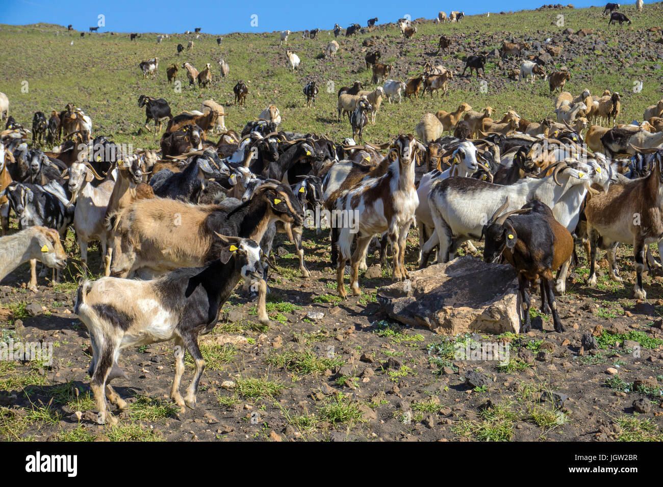 Goat herd at Playa Quemada, Lanzarote island, Canary islands, Spain, Europe Stock Photo