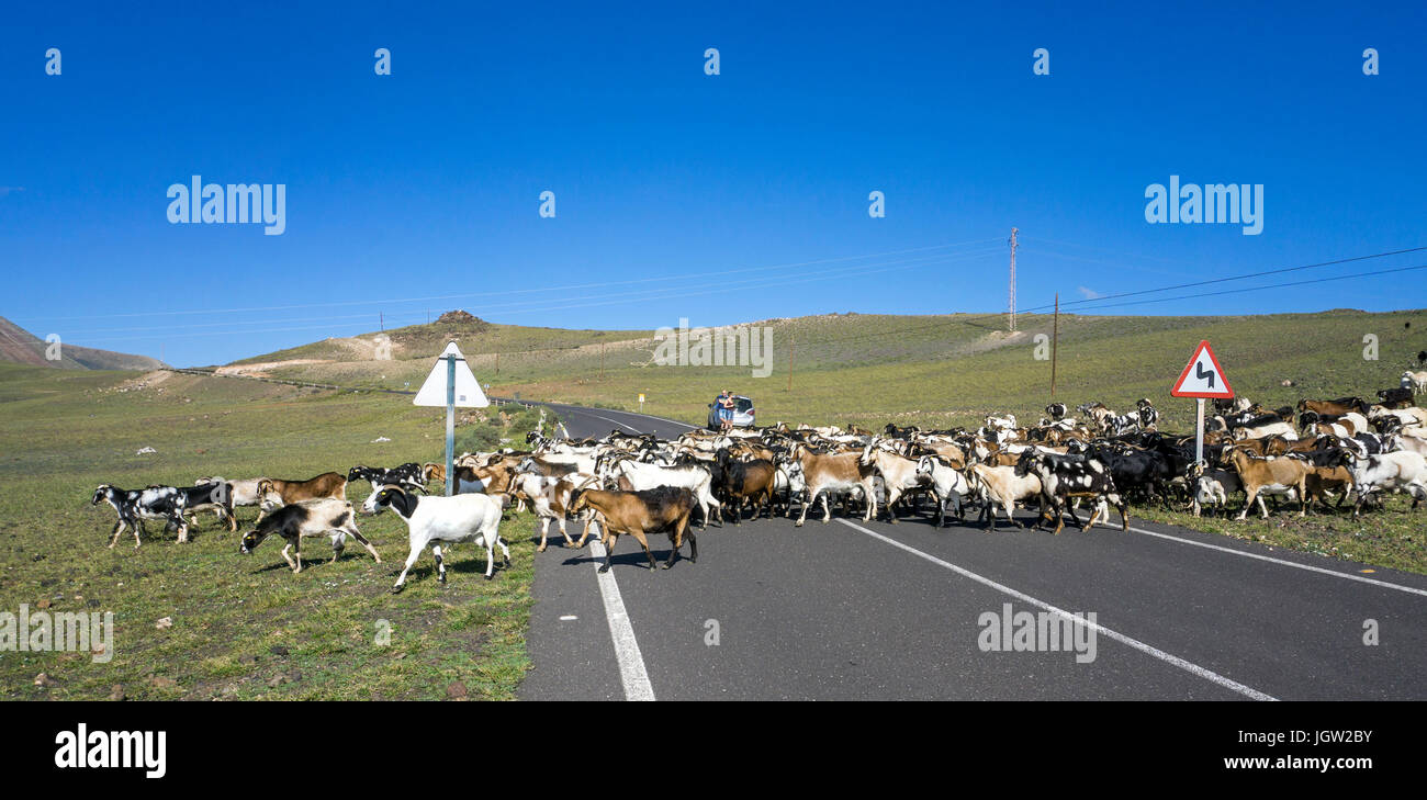 Goat herd crossing the road to Playa Quemada, Lanzarote island, Canary islands, Spain, Europe Stock Photo