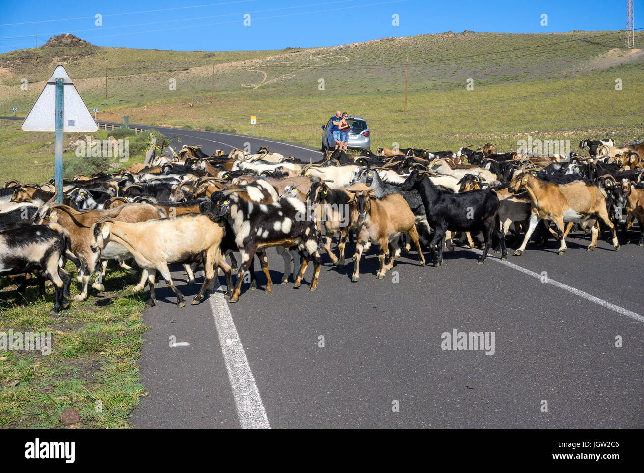 Goat herd crossing the road to Playa Quemada, Lanzarote island, Canary islands, Spain, Europe Stock Photo