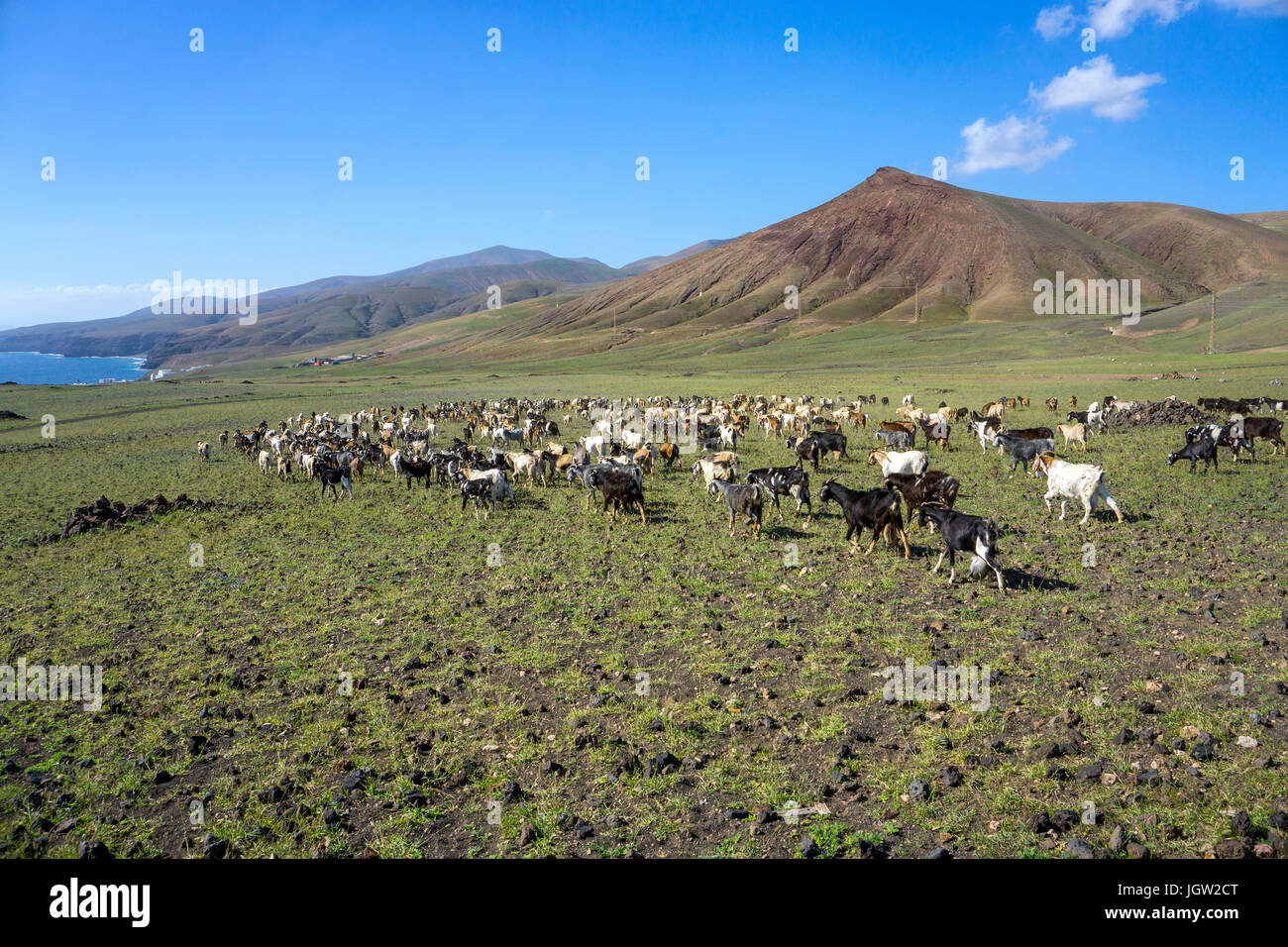 Goat herd at Playa Quemada, Lanzarote island, Canary islands, Spain, Europe Stock Photo