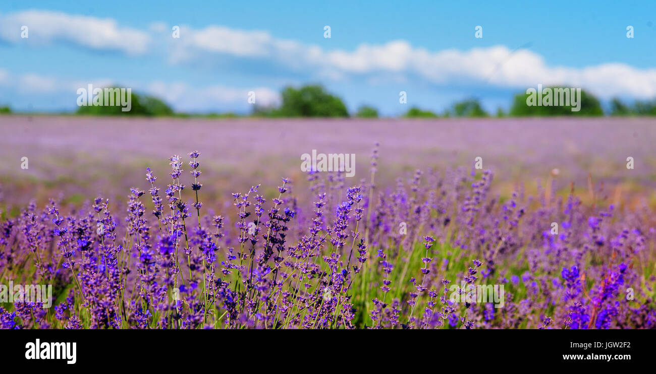 Field Lavender Blur Background Wallpaper Selective Focus Shallow