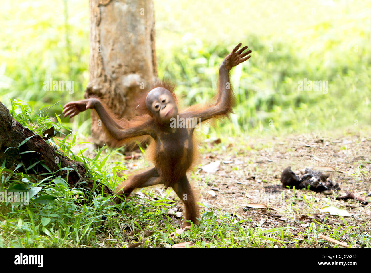 Monkey dance hires stock photography and images Alamy