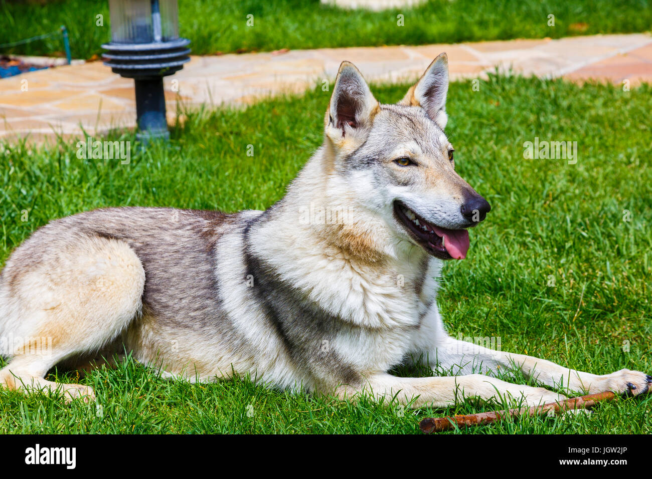 Czechoslovakian wolfdog hi-res stock photography and images - Alamy