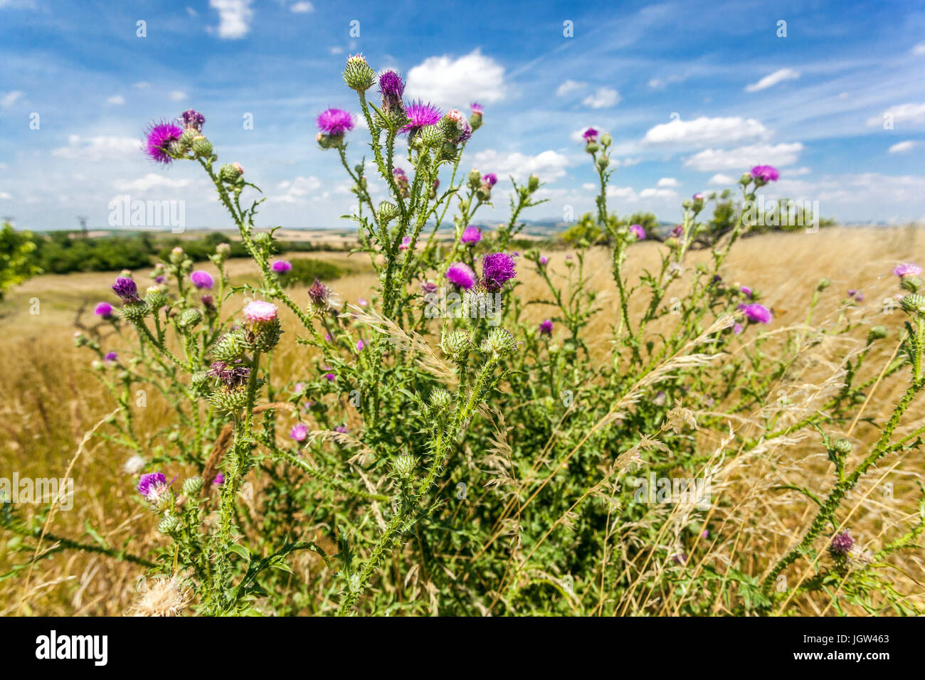 Spiny Plumeless thistle Welted Thistle Carduus acanthoides Wildflowers Meadow Nobody Flowering Wildflower Carduus Flowers Landscape July Summer Scene Stock Photo
