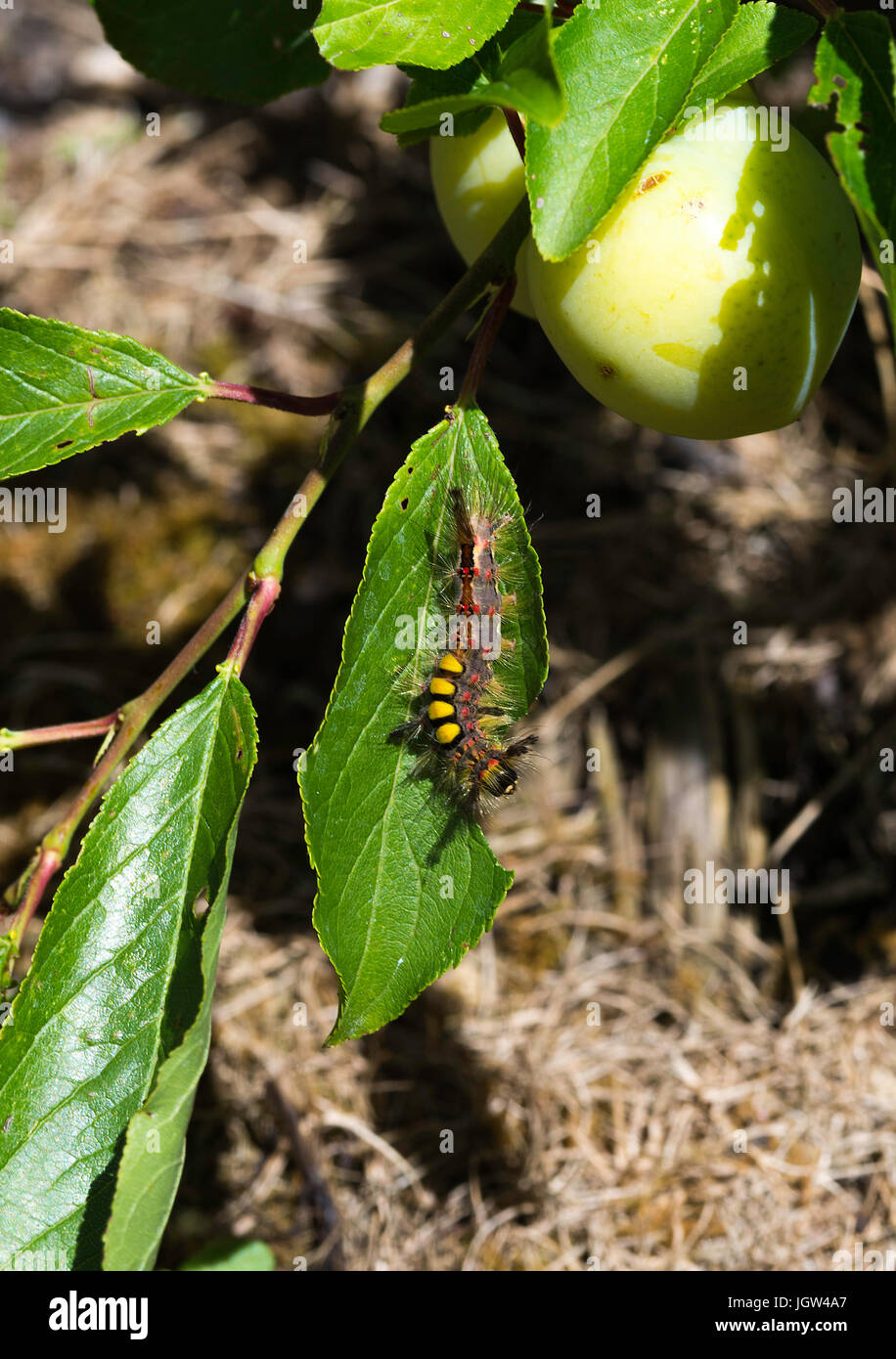 A Vapourer Moth [Rusty Tussock Moth] Caterpillar Feeding on a Plum Tree Leaf in a Garden in Oxfordshire England United Kingdom UK Stock Photo