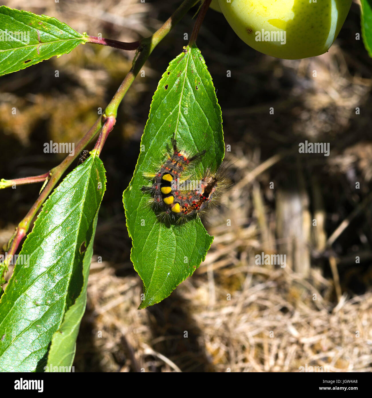 A Vapourer Moth [Rusty Tussock Moth] Caterpillar Feeding on a Plum Tree Leaf in a Garden in Oxfordshire England United Kingdom UK Stock Photo