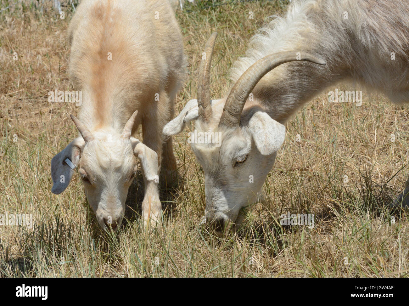 Mother and baby kid kiko goats grazing together side by side as part of weed control and wildfire abatement program Stock Photo