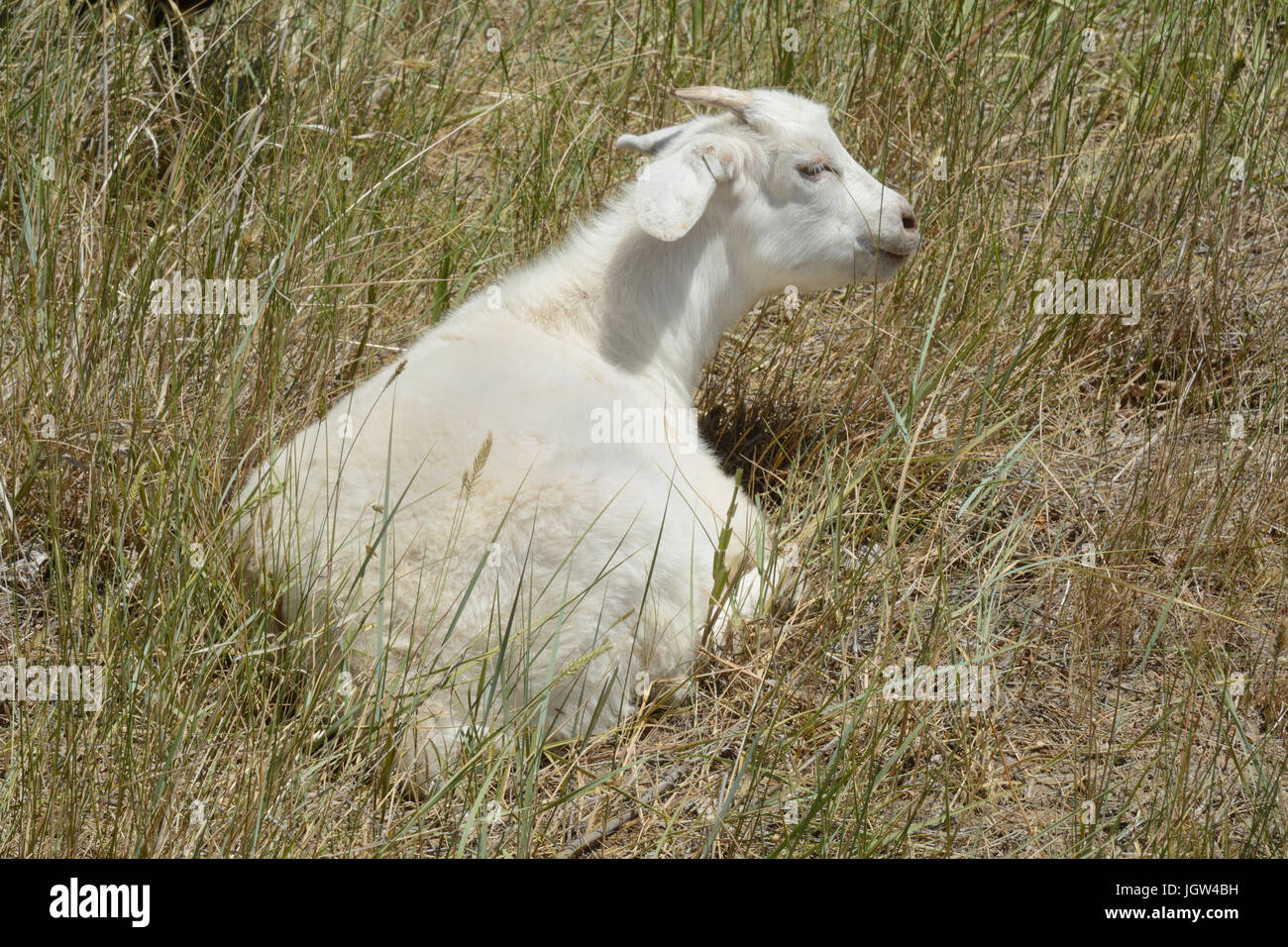Kiko kid goat enjoying hot days of summer by grazing while resting in heat Stock Photo