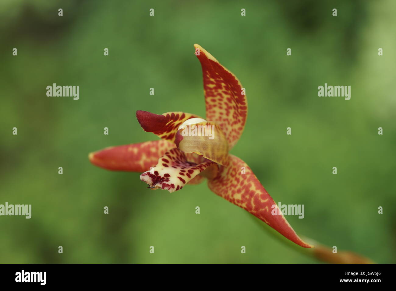 Maxillaria tenuifolia Stock Photo