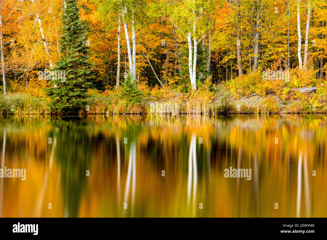 Birch trees with autumn colors reflect in the mirror like surface of a quiet lake in the Upper Peninsula of Michigan. Lake Plumbago offers many views  Stock Photo