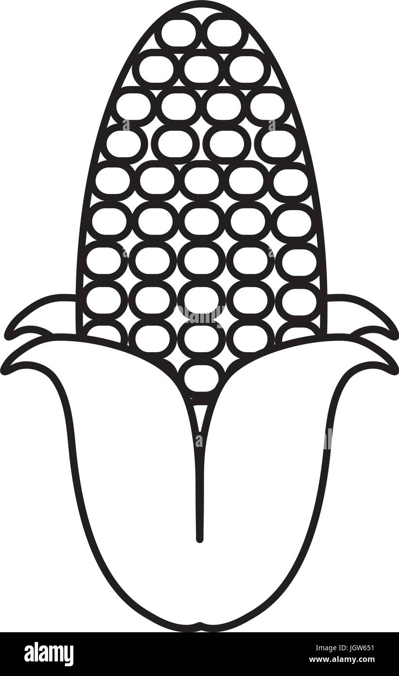 corn vegetable icon over white background vector illustration Stock ...
