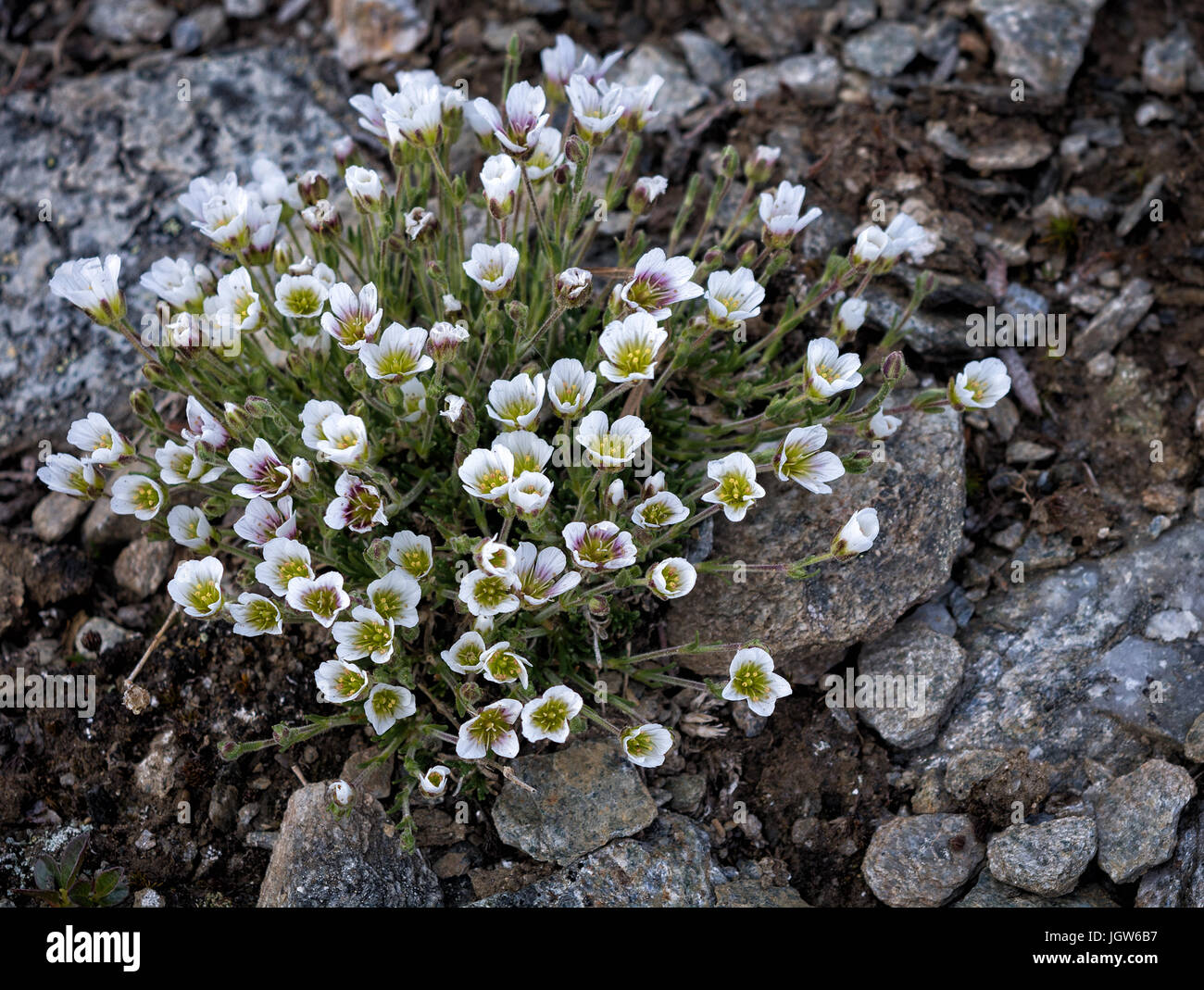 Artic Sandwort blooms among the rocks at the edge of the arctic circle in the Nome Valley Recreation Area. Stock Photo
