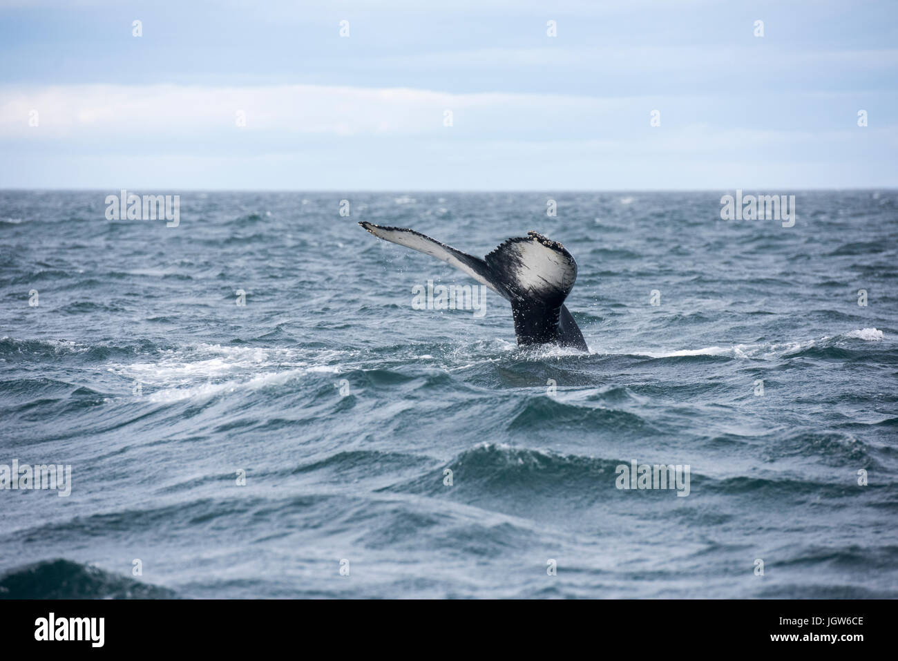 Giant Humpback Whale Tale In Iceland Stock Photo Alamy