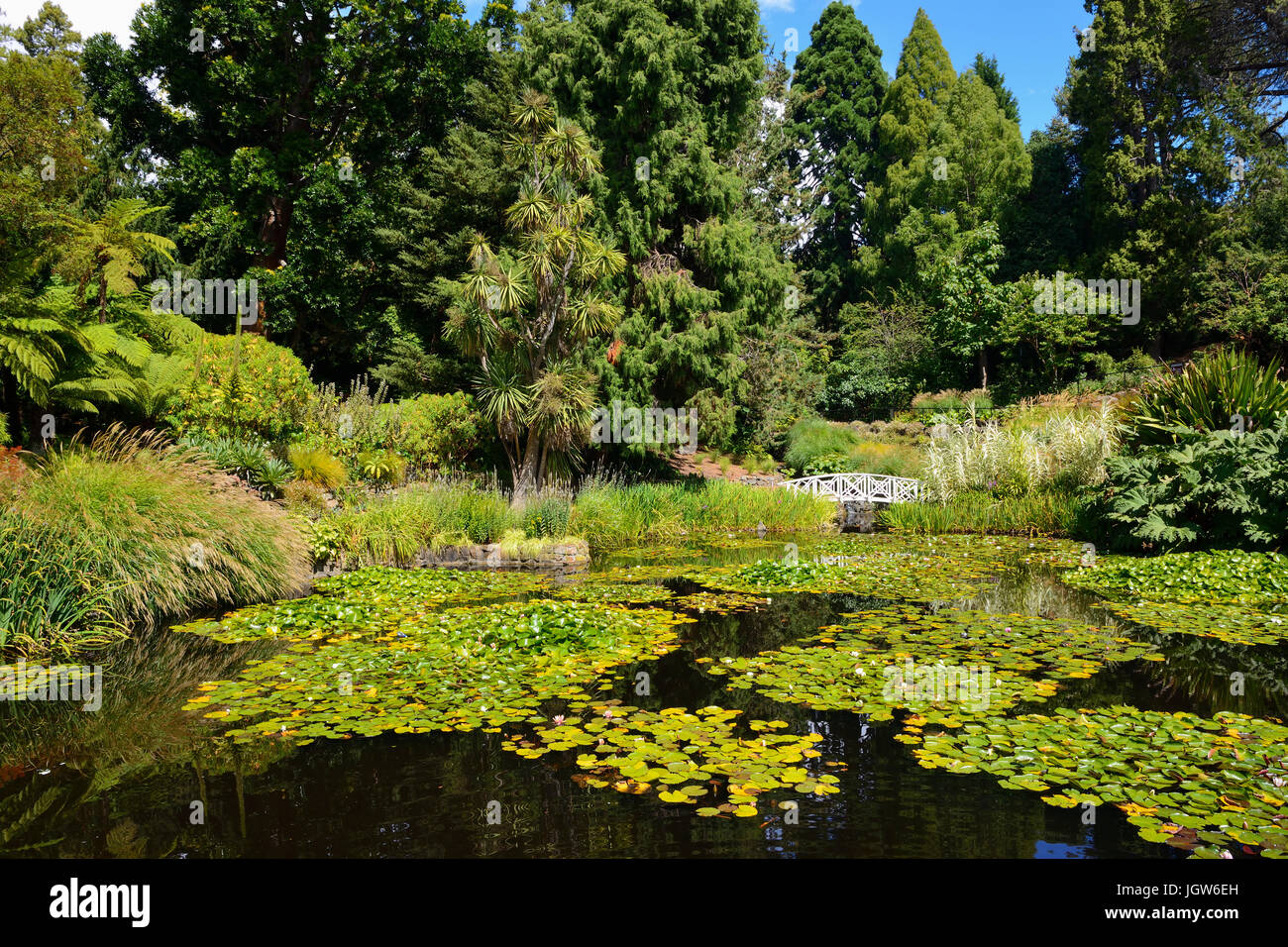 Lily pond in the Royal Tasmanian Botanical Gardens in Hobart, Tasmania, Australia Stock Photo