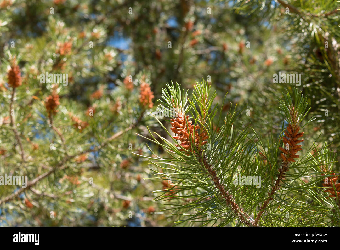 Cones growing on a pine tree in British Columbia Stock Photo Alamy