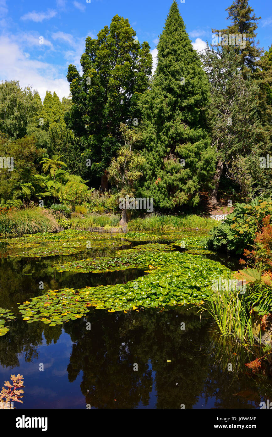 Lily pond in the Royal Tasmanian Botanical Gardens in Hobart, Tasmania, Australia Stock Photo