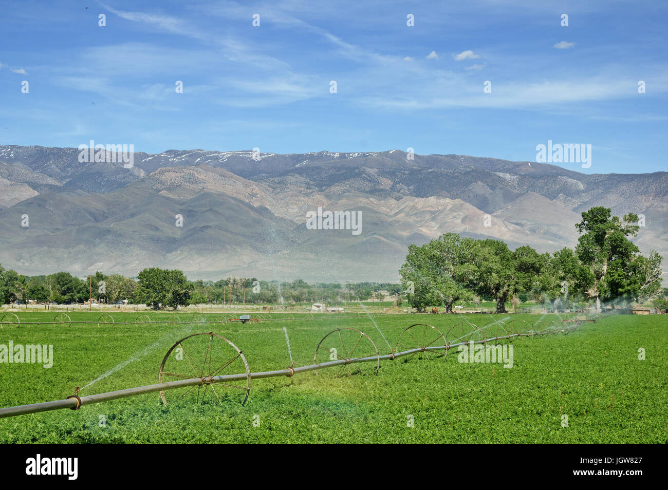 wheel line irrigation system watering an alfalfa field in the Owens Valley Stock Photo