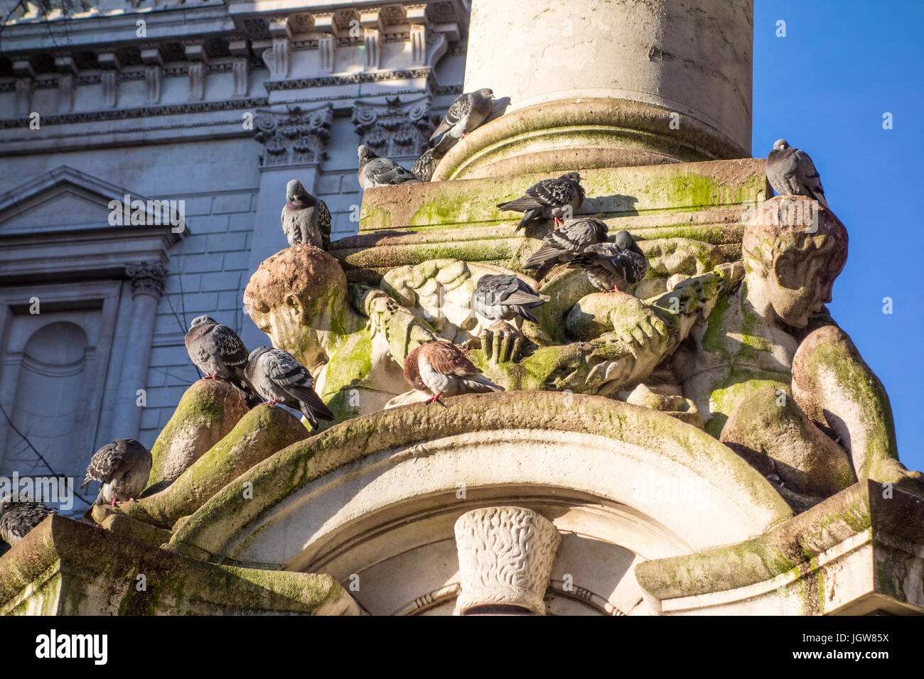 London pigeons (columbidae) roosting on a monument in St Paul’s Churchyard, City of London, UK Stock Photo