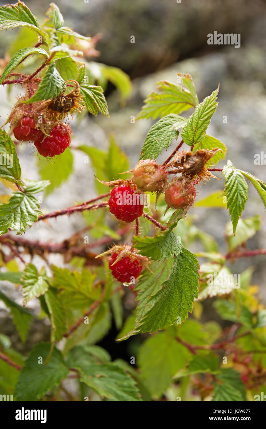 wild raspberry plant