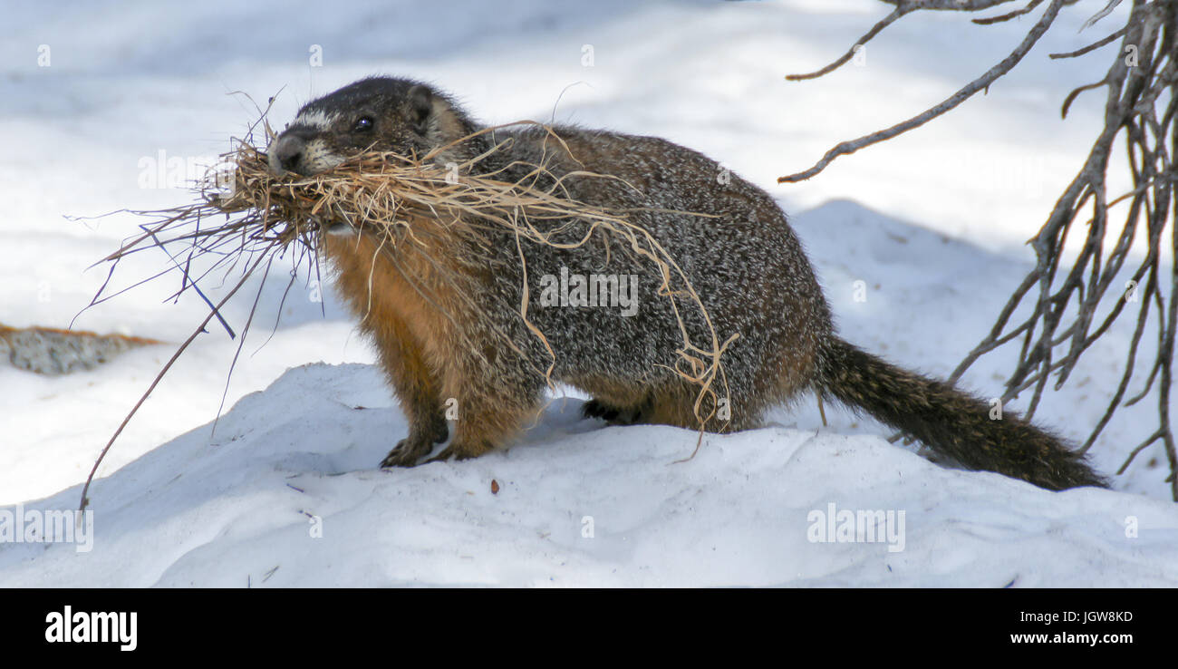 Yellow-bellied Marmot - Marmota flaviventris Stock Photo