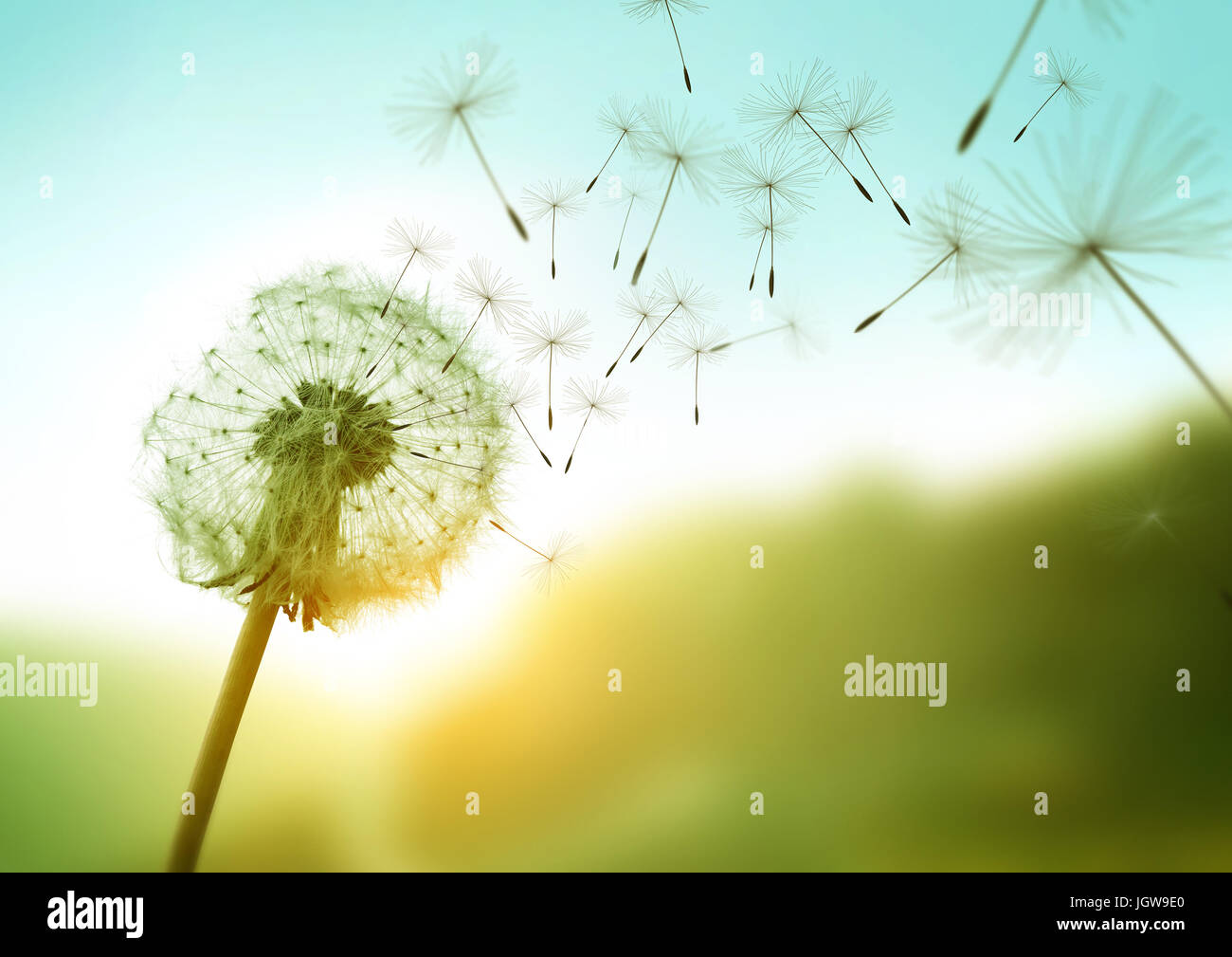 Dandelion seeds blowing in the wind across a summer field background, conceptual image meaning change, growth, movement and direction. Stock Photo