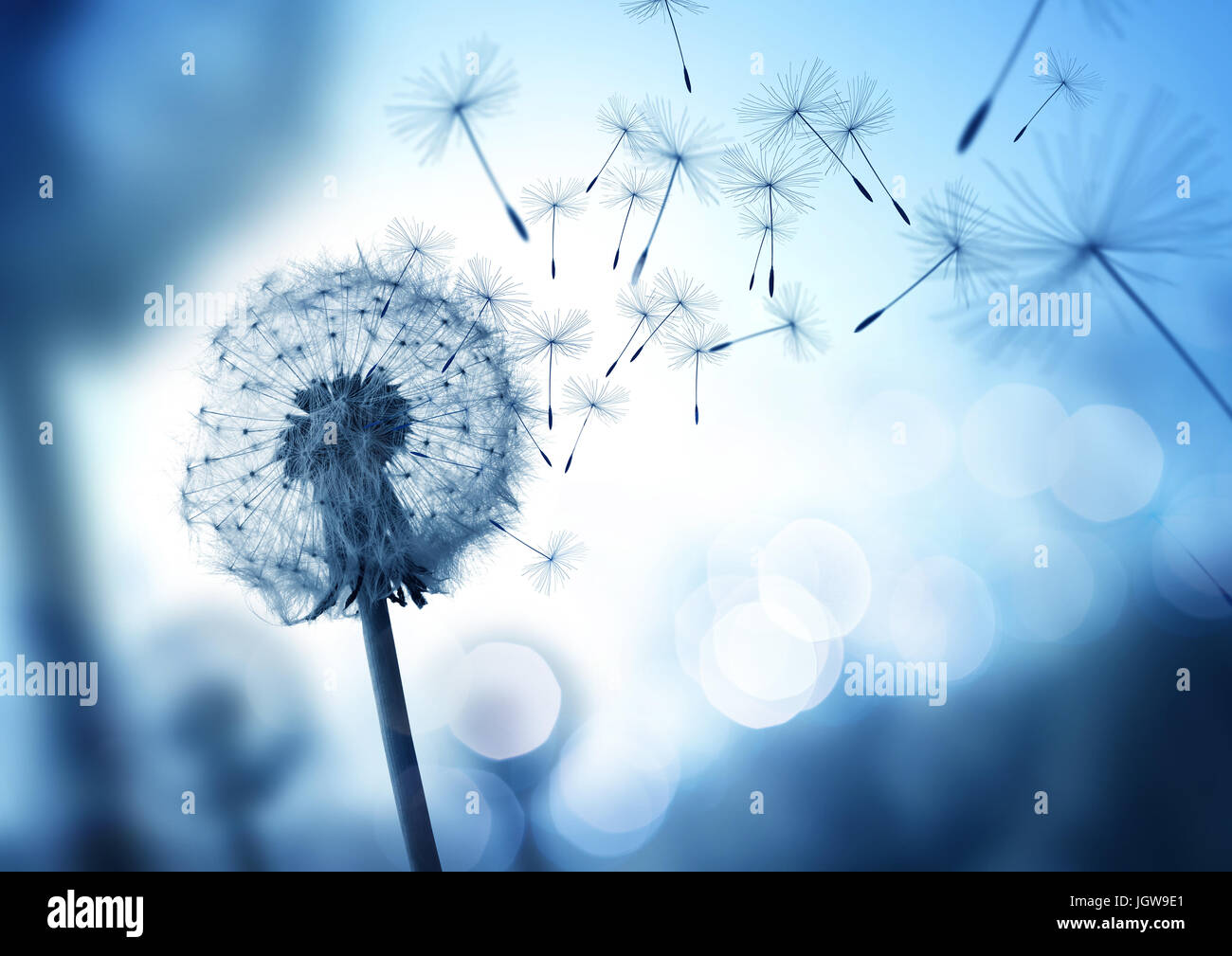 Dandelion blowing in the wind hires stock photography and images Alamy