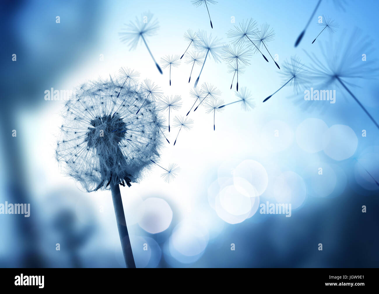Dandelion seeds blowing in the wind across a cool field background, conceptual image meaning change, growth, movement and direction. Stock Photo
