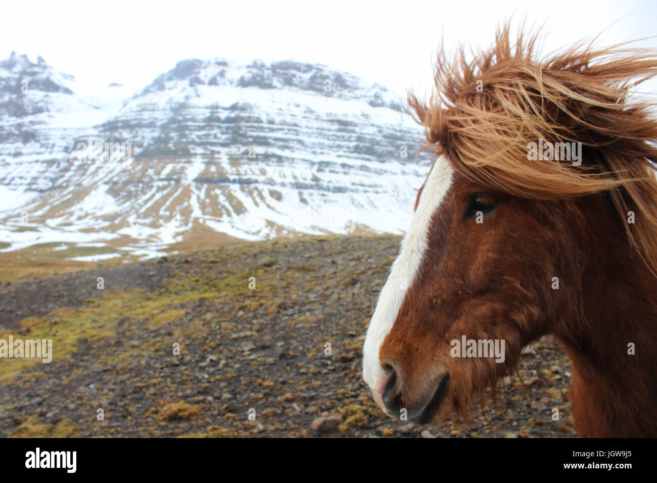Wild Icelandic Horse in Western Iceland Stock Photo
