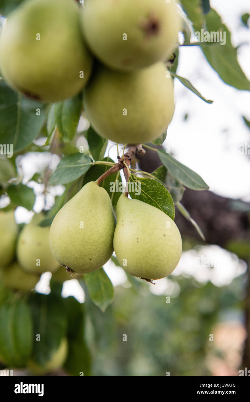 Many unripe pear fruits on tree branch with green leaves, selective focus Stock Photo Alamy