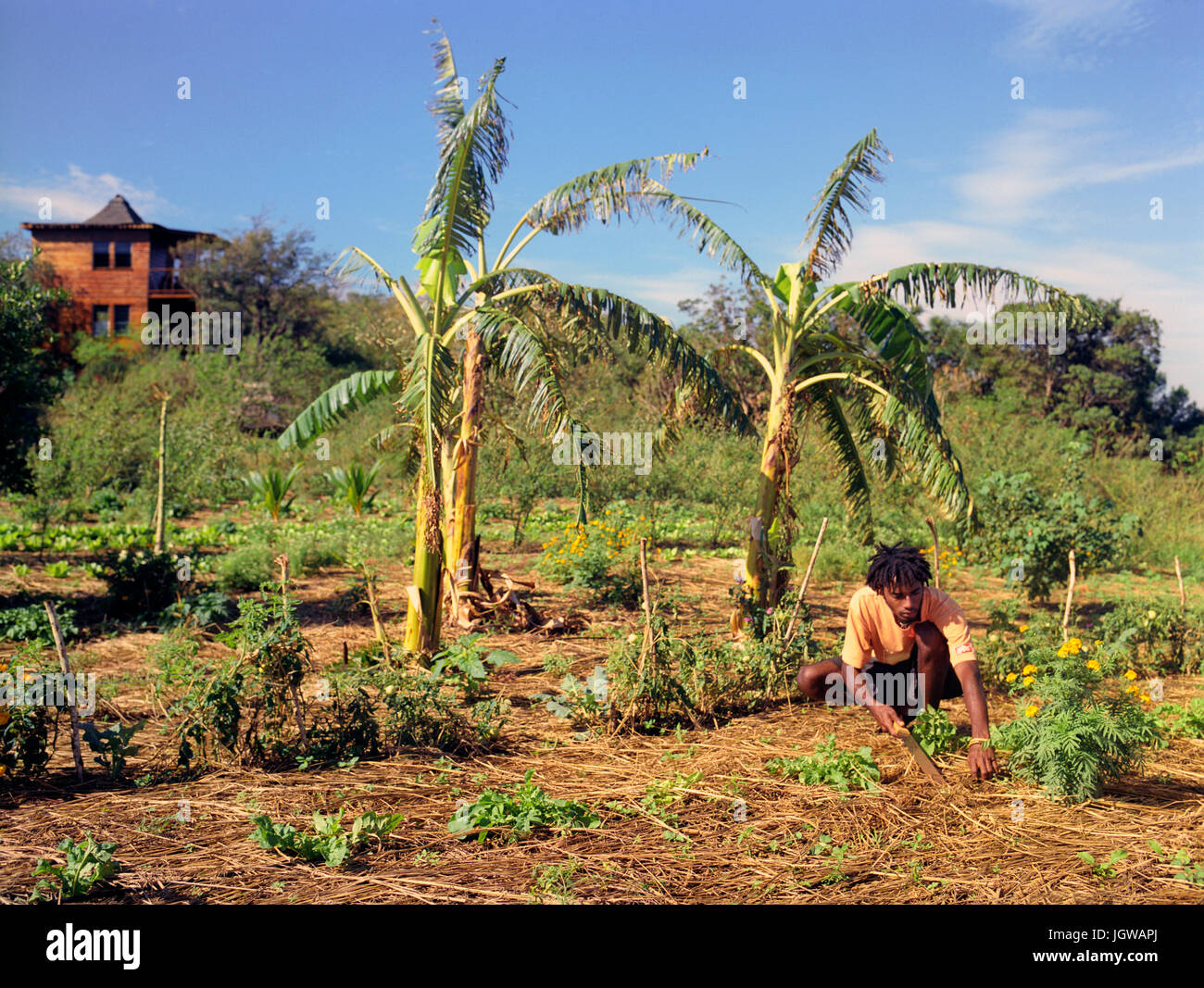 Treasure beach farm jamaica hires stock photography and images Alamy