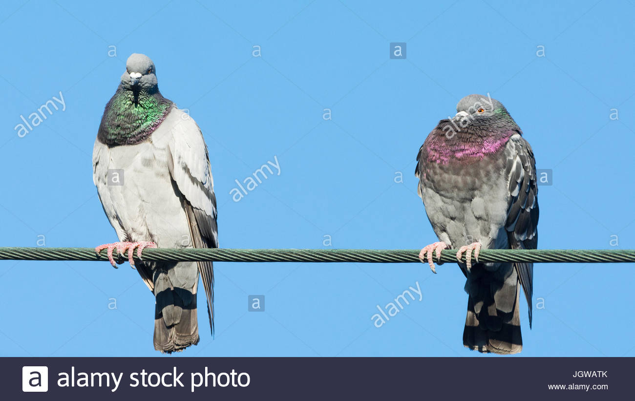 Pigeons On A Wire High Resolution Stock Photography and Images Alamy
