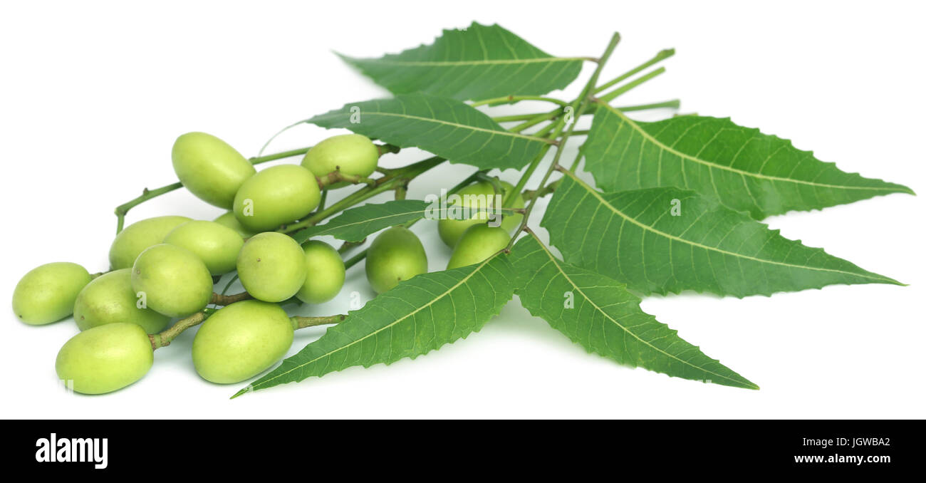 Medicinal neem leaves with fruits over white background Stock Photo