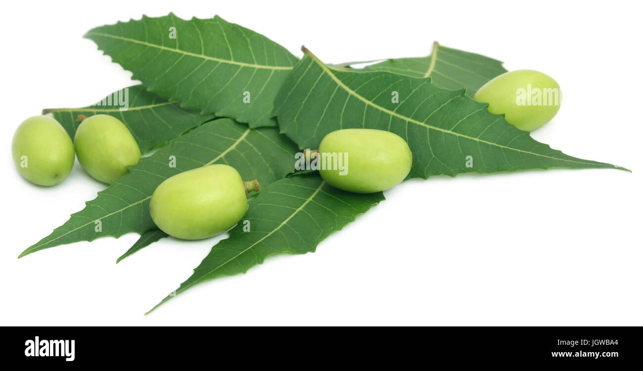 Medicinal neem leaves with fruits over white background Stock Photo