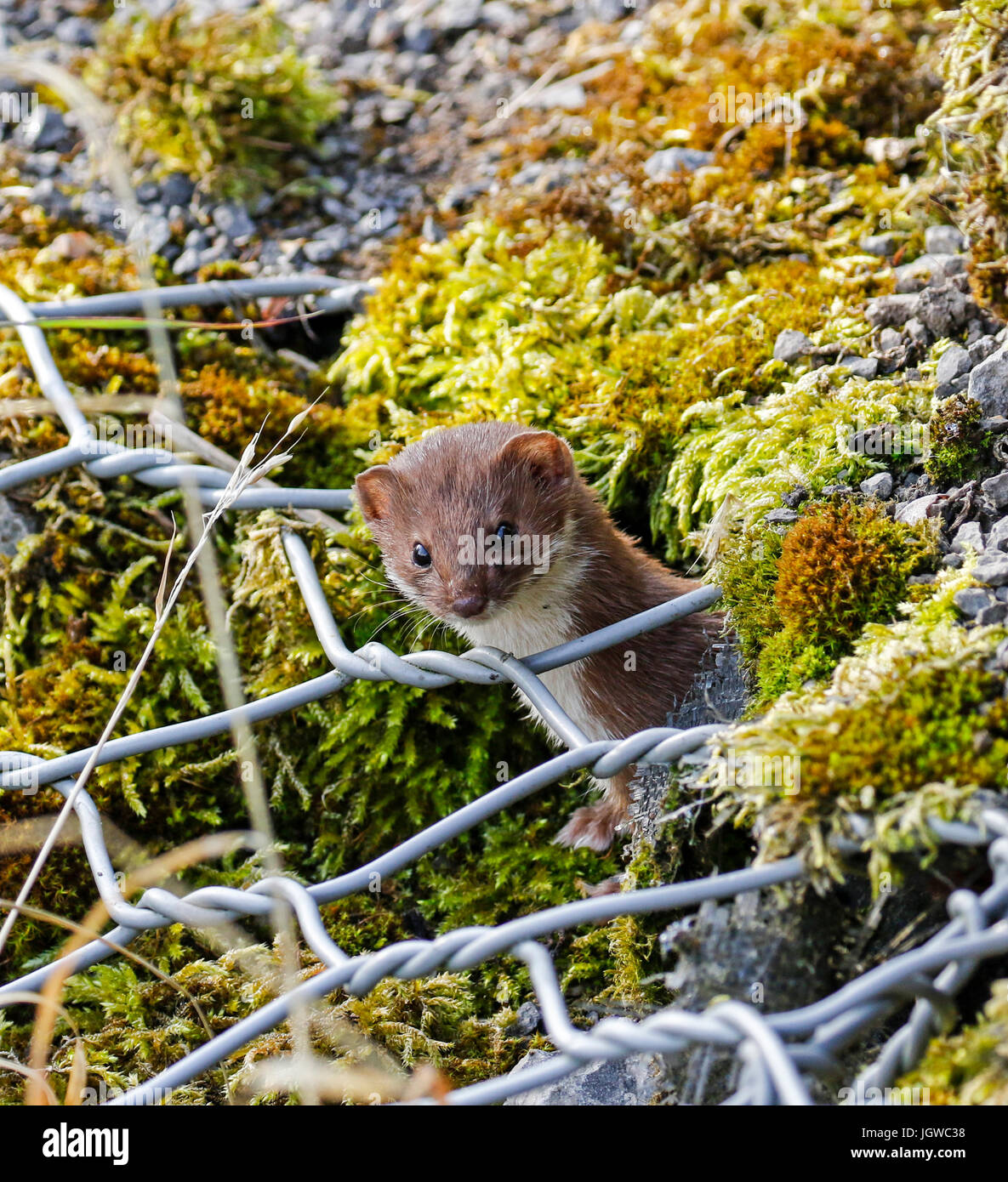 Weasel (Mustela ermine) Stock Photo