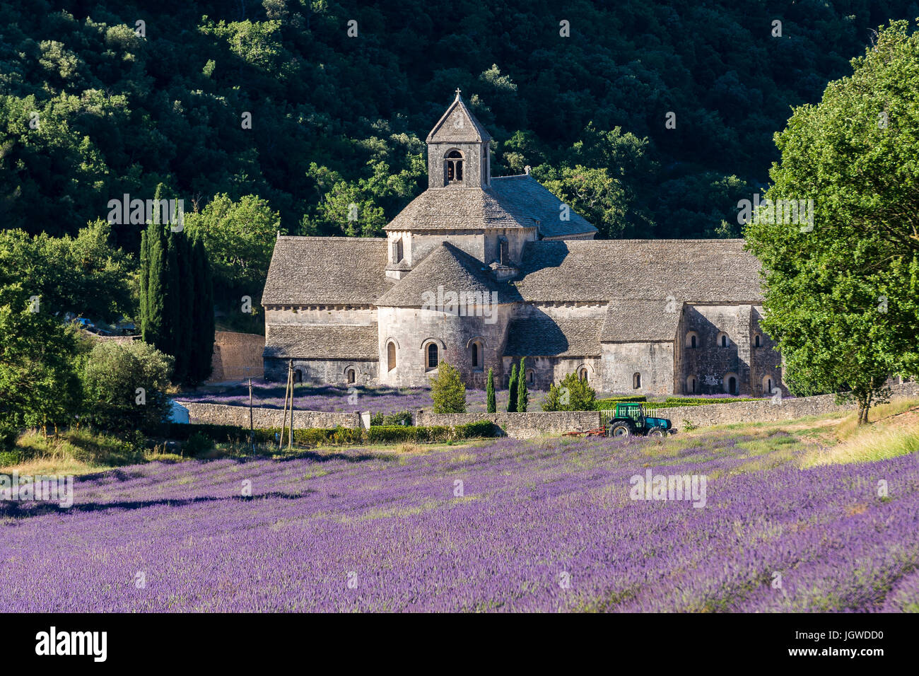 Abbaye de Sénanque, Gordes, Vaucluse, France 84 Stock Photo