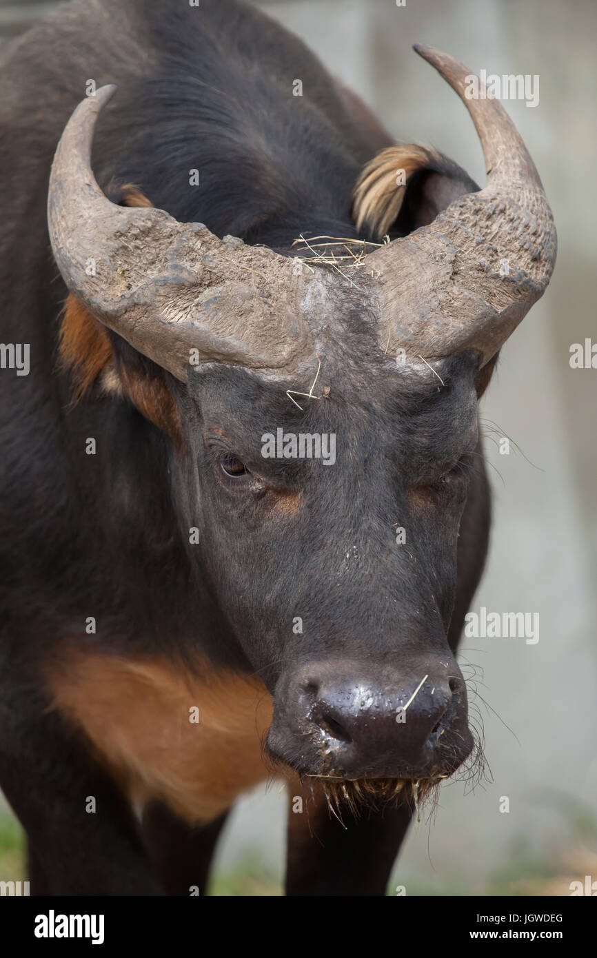 African forest buffalo (Syncerus caffer nanus), known also as the red Stock  Photo - Alamy