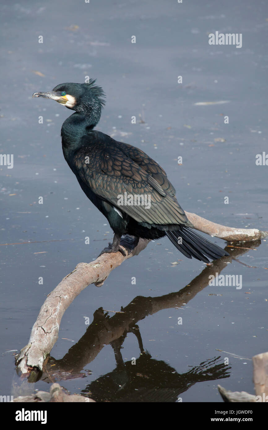 Great cormorant (Phalacrocorax carbo), also known as the great black cormorant. Stock Photo