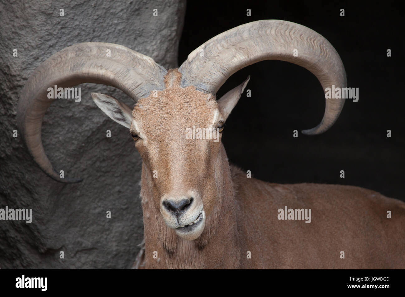 Barbary sheep (Ammotragus lervia). Wild life animal. Stock Photo