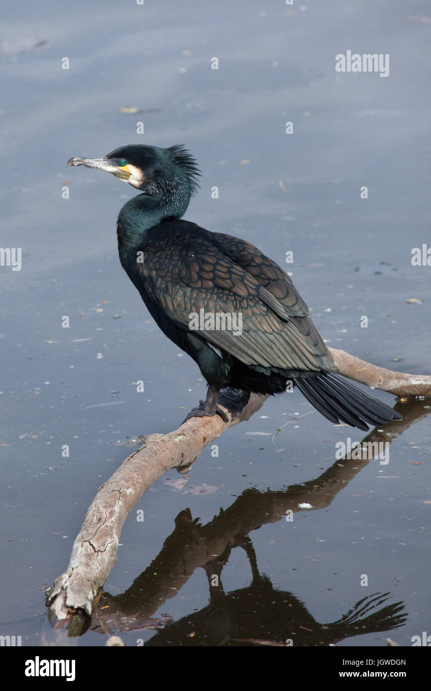 Great cormorant (Phalacrocorax carbo), also known as the great black cormorant. Stock Photo