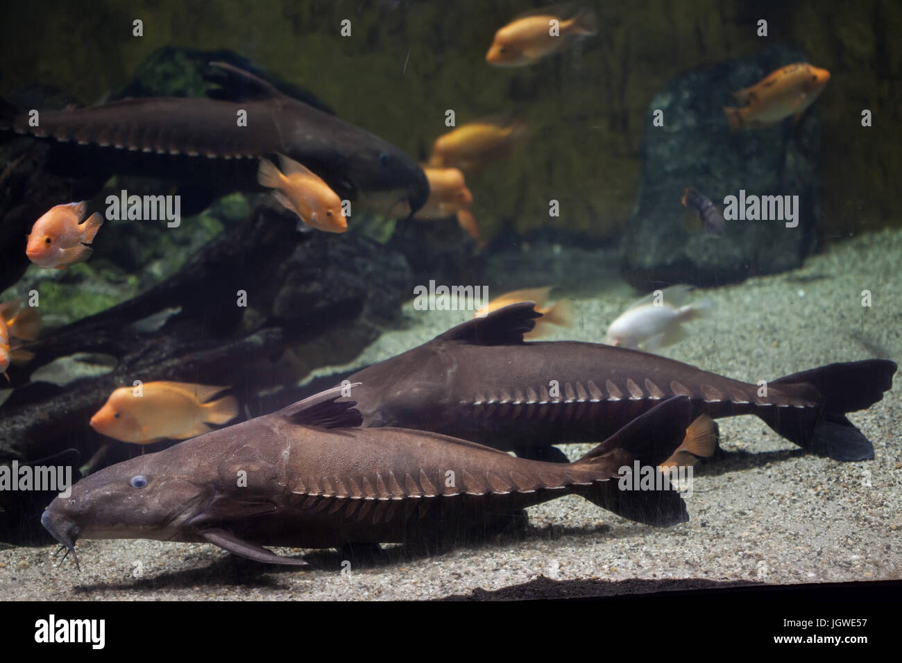 Ripsaw catfish (Oxydoras niger), also known as the plated catfish or cuiu  cuiu Stock Photo - Alamy