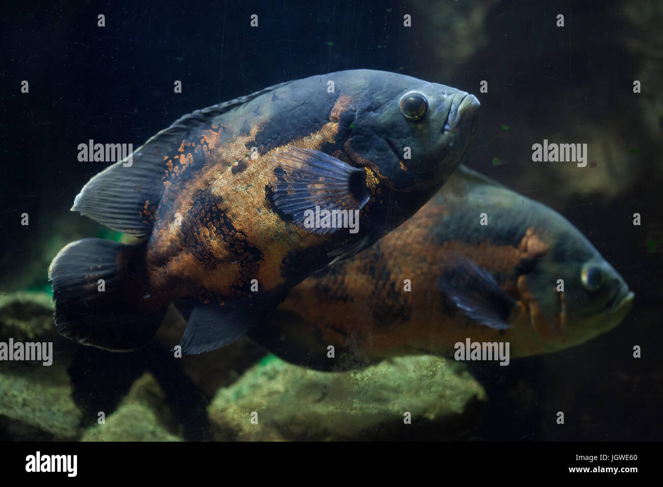 Oscar fish (Astronotus ocellatus). Tropical freshwater fish. Stock Photo