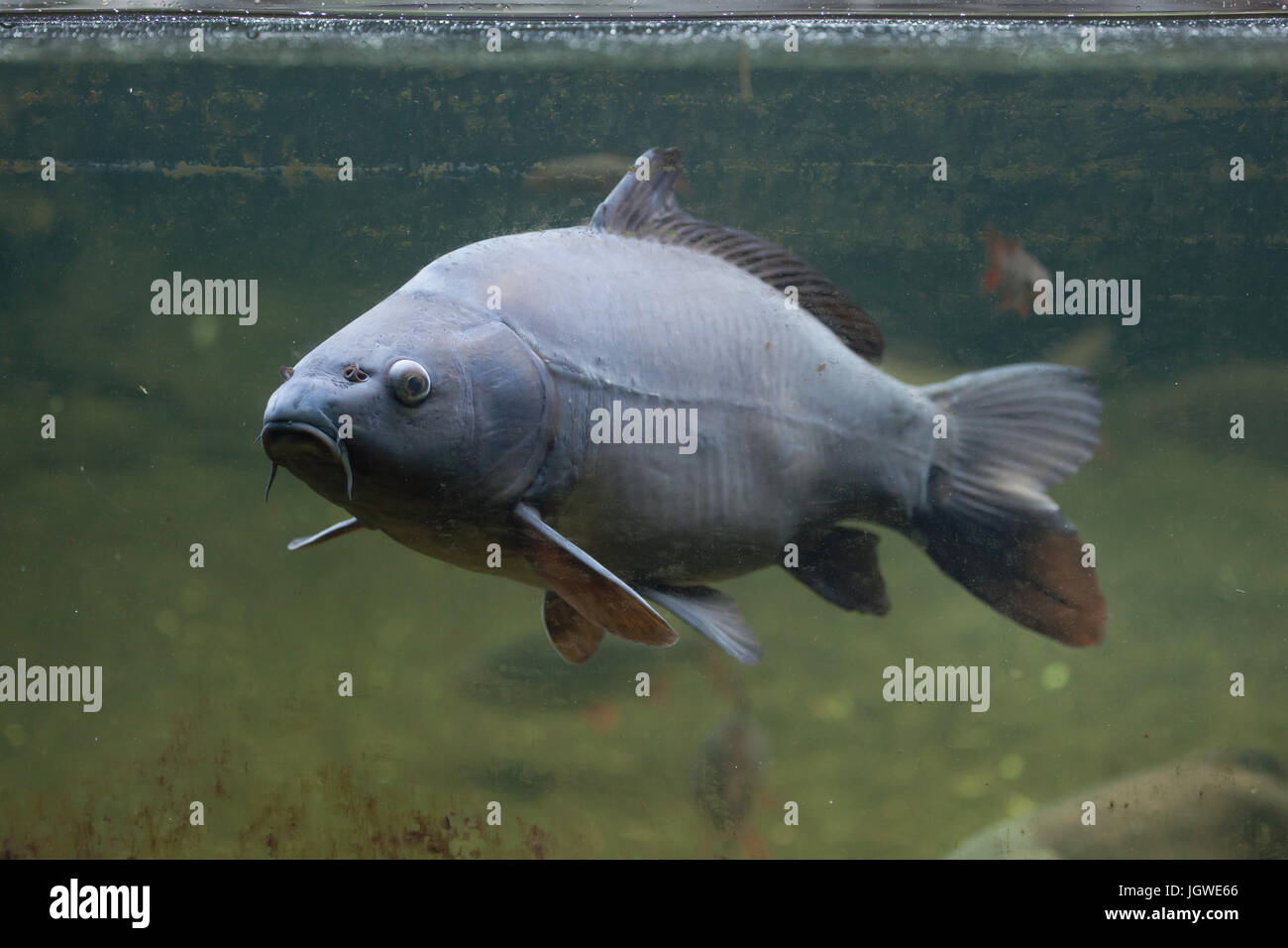 Mirror carp (Cyprinus carpio carpio). Stock Photo