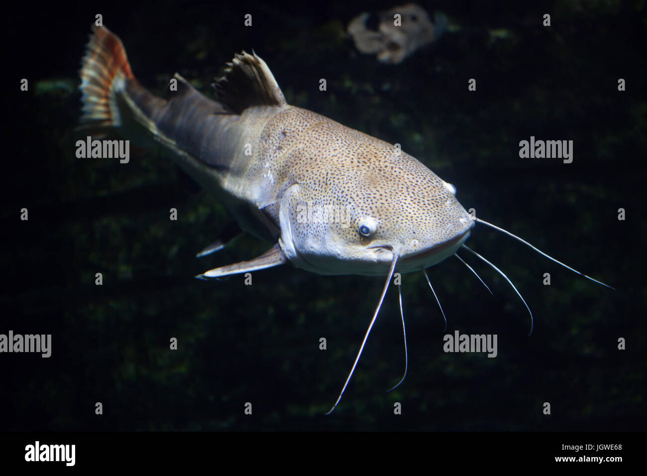 Redtail catfish (Phractocephalus hemioliopterus). Freshwater fish. Stock Photo