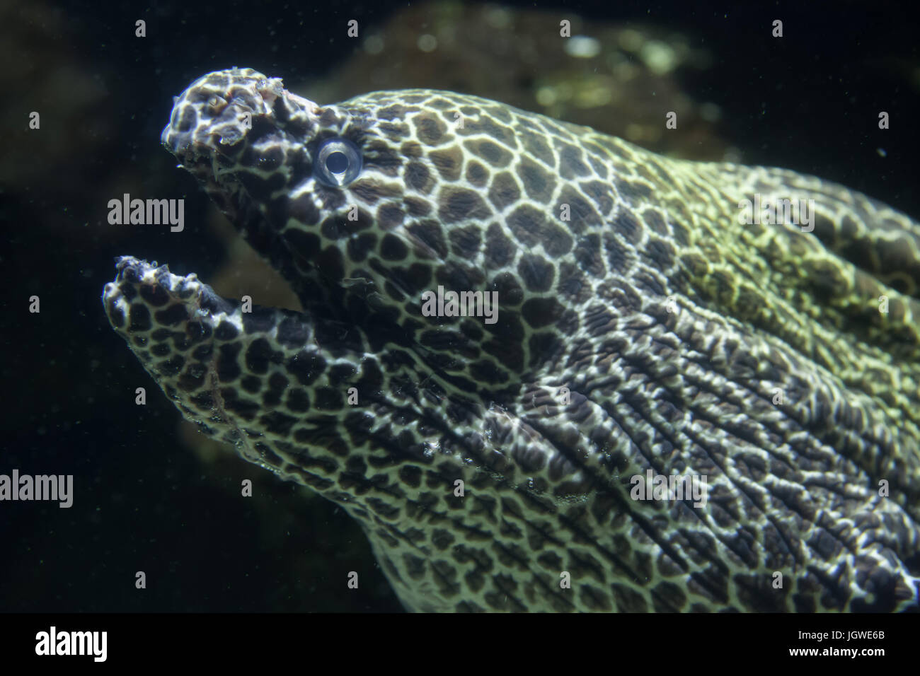 Laced moray (Gymnothorax favagineus), also known as the leopard moray. Stock Photo