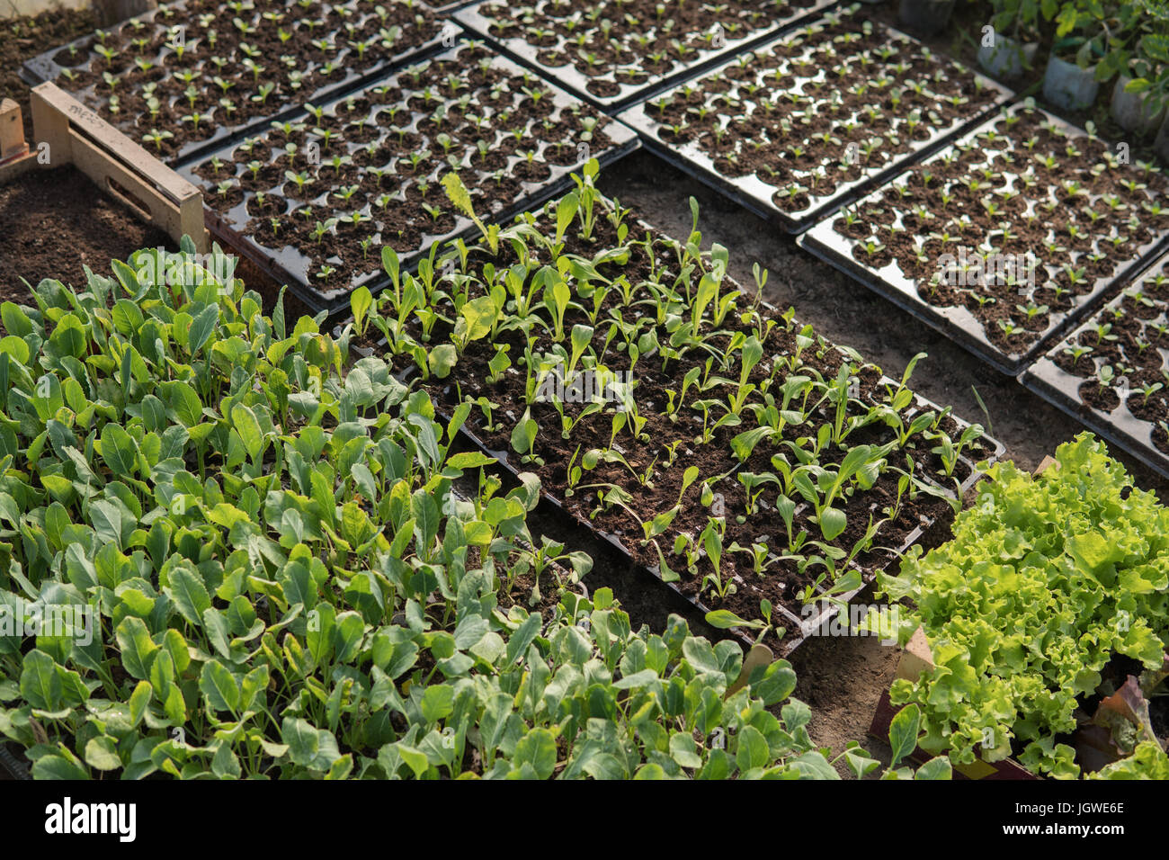 a lot of different small green plants growing inside of a greenhouse ...