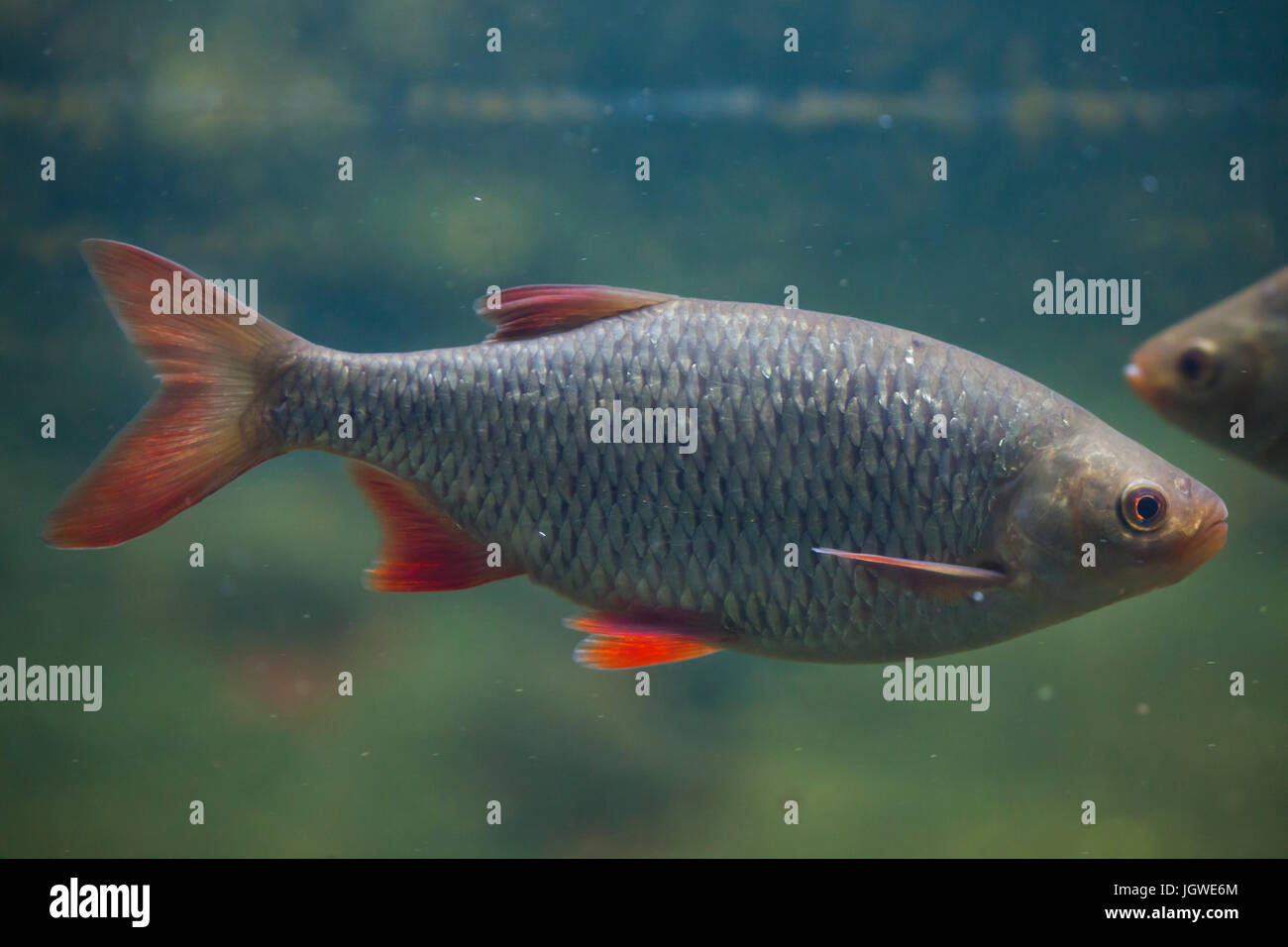 Common rudd (Scardinius erythropthalmus). Freshwater fish. Stock Photo